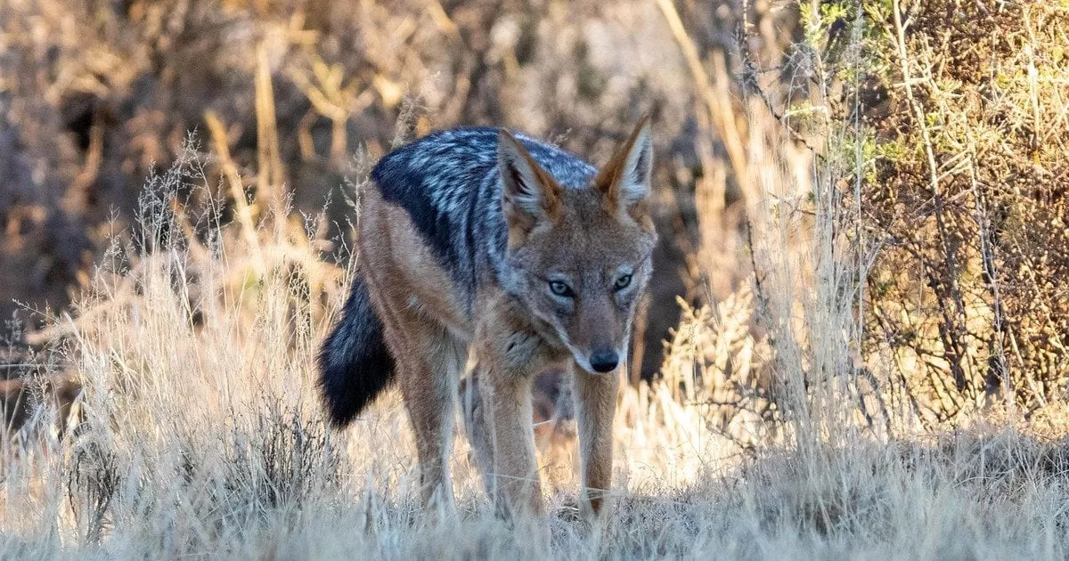 Нові сусіди: чому шакали почали мігрувати Україною та яку реальну небезпеку вони несуть