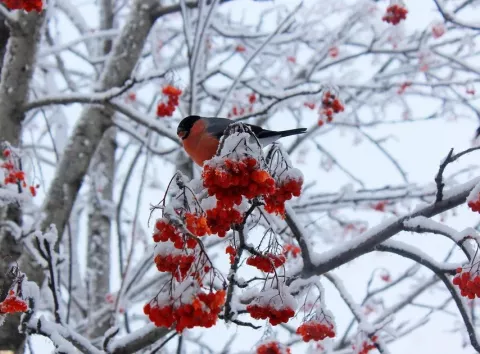 Де поділися снігурі: чому в Україні їх майже не залишилося