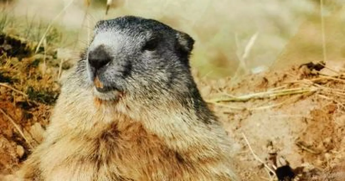 Харківський бабак Тимко IV віщує, що весна настане за шість тижнів — він побачив свою тінь.