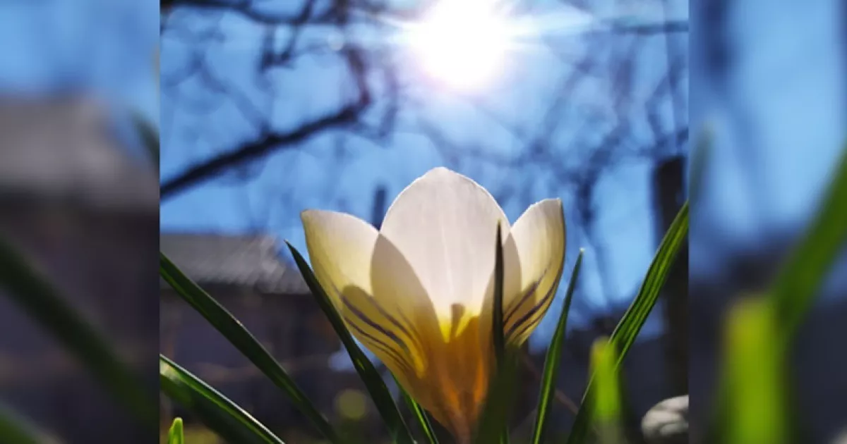Не пропустіть момент: точна дата весняного рівнодення та початку астрономічної весни 2026 року