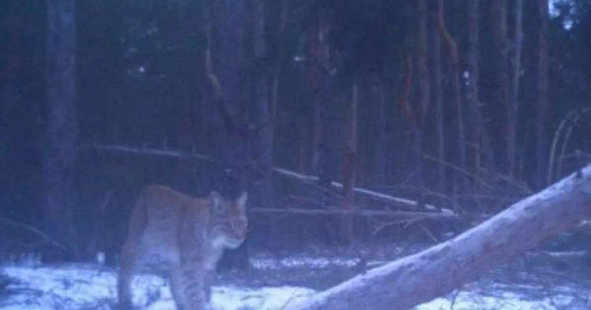 У Чорнобилі помітили "міф Полісся": з'явилися фото