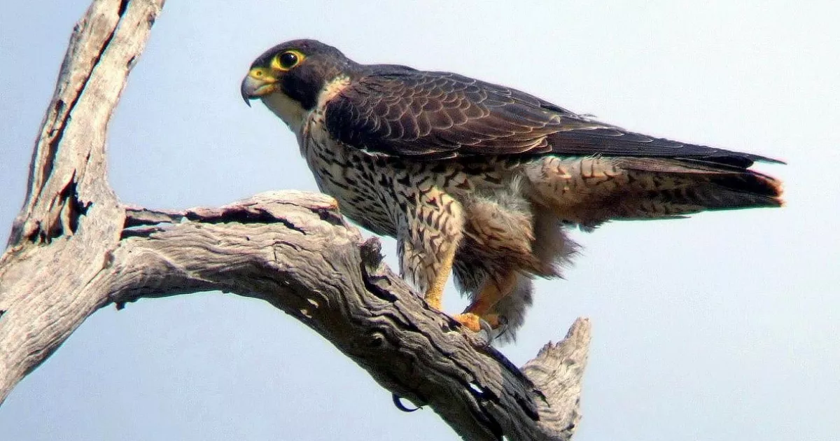 Розвиває швидкість понад 320 км/год: на Одещині зафіксували незвичного птаха