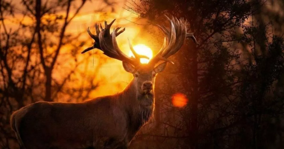 В Україні браконьєр застрелив всесвітньо відомого оленя: подробиці