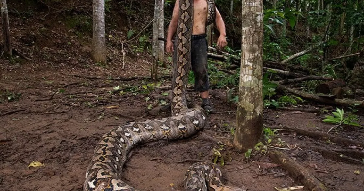 Знайдено найдовшу дику змію у світі
