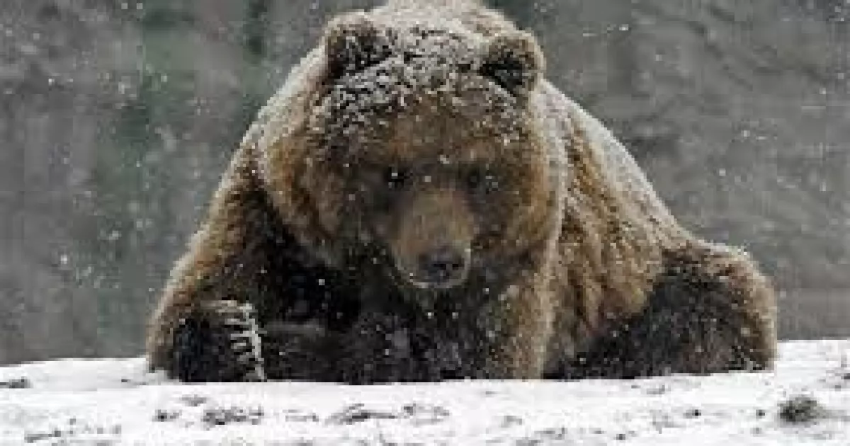 Ведмеді не впадають у сплячку: що насправді відбувається з ними взимку
