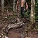 Знайдено найдовшу дику змію у світі