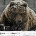 Ведмеді не впадають у сплячку: що насправді відбувається з ними взимку