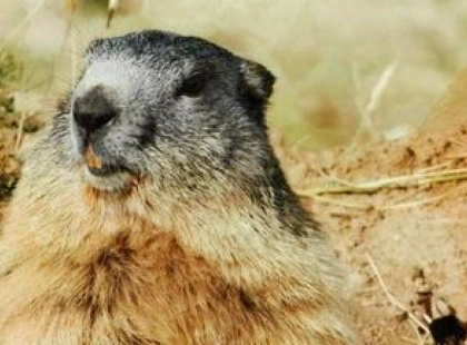 Харківський бабак Тимко IV віщує, що весна настане за шість тижнів — він побачив свою тінь.