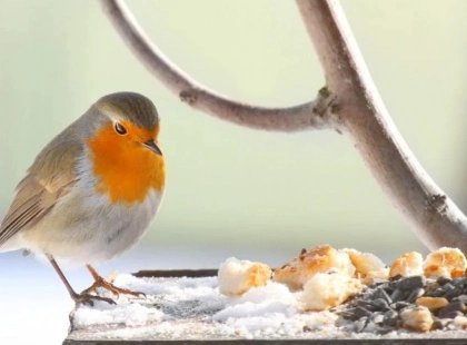 Мороз не відступає: синоптики дали тривожний прогноз на 8 лютого