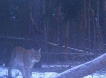 У Чорнобилі помітили "міф Полісся": з'явилися фото