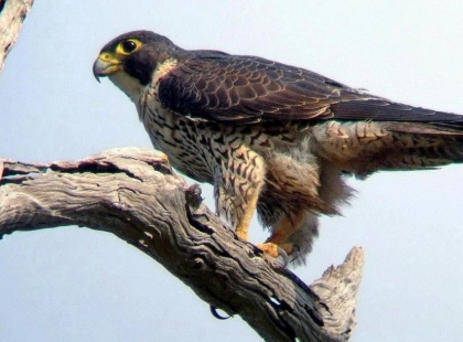 Розвиває швидкість понад 320 км/год: на Одещині зафіксували незвичного птаха