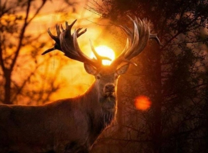 В Україні браконьєр застрелив всесвітньо відомого оленя: подробиці