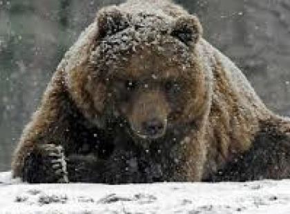 Ведмеді не впадають у сплячку: що насправді відбувається з ними взимку