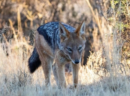 Нові сусіди: чому шакали почали мігрувати Україною та яку реальну небезпеку вони несуть