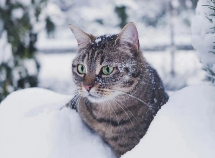 Зима не відступає: якою буде погода в Києві 20 лютого — свіжий прогноз