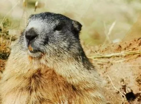 Харківський бабак Тимко IV віщує, що весна настане за шість тижнів — він побачив свою тінь.