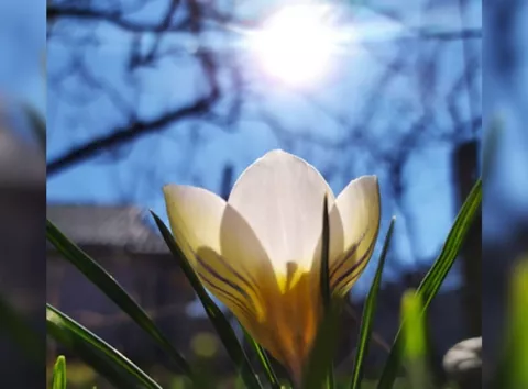 Не пропустіть момент: точна дата весняного рівнодення та початку астрономічної весни 2026 року