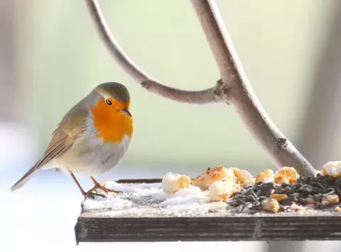 Мороз не відступає: синоптики дали тривожний прогноз на 8 лютого