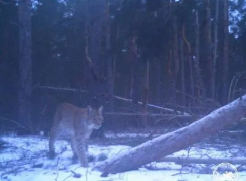 У Чорнобилі помітили "міф Полісся": з'явилися фото