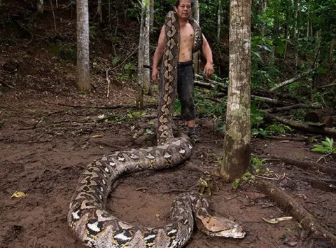Знайдено найдовшу дику змію у світі