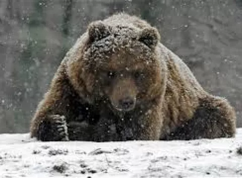 Ведмеді не впадають у сплячку: що насправді відбувається з ними взимку