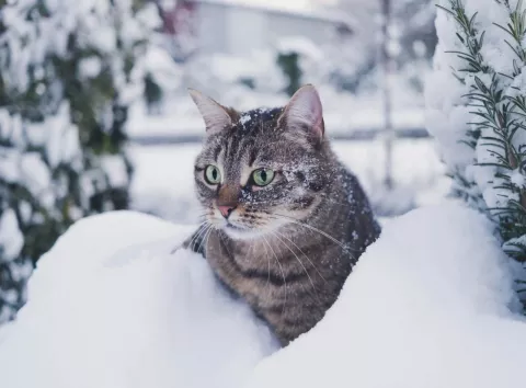 Зима не відступає: якою буде погода в Києві 20 лютого — свіжий прогноз